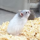 선셋 햄스터리 이미지