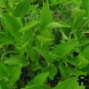 장속농장 이미지