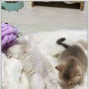 강남고양이분양 스타돌스 | 서울고양이분양 스타돌스에서 만난 괜찮은 고양이, 제 반려동물 입양기