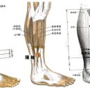 양보혈GB38 양보(陽輔 2개 혈) : 足少陽經의 經火穴. 膽을 瀉하는 要穴, 膽實의 要穴. 이미지