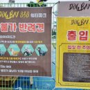 도그베이 이미지