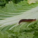 고창복분자마을진농식품