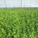 옥돌농장 이미지