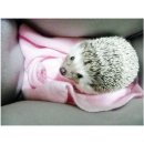 쥬쥬동물병원 이미지