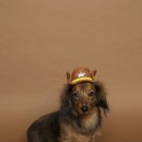 보리카우 이미지