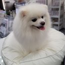 퐁키티