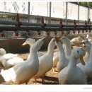 마늘오리 이미지