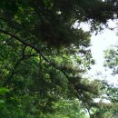 예향의 숲 이미지