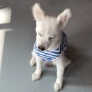 하꾸나마루다 이미지