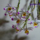 대포초등학교 이미지