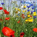 하늘보라 이미지