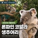 코알라 - 고양시 덕양구 고양대로 1383-8 | 브리즈번 가볼만한곳 론파인 코알라 생추어리 후기｜케언즈에서 브리즈번 이동
