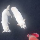 대전아줌마민박