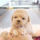 착한애견분양(원주점) 이미지