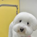 도그메종 이미지