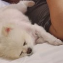 세븐일레븐 충주모아미래도점 | 예상보다 괜찮았던 강릉 SL호텔 반려견 동반 숙박 (+ 애견동반식당 신리광장) 강아지와 강릉 / 강원도...