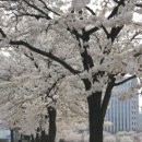 벚꽃치과의원 이미지