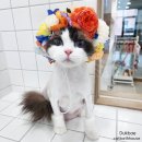 고양이 목욕탕 이미지