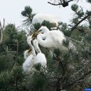 백로마을 Daum카페
