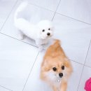 러블리펫텔 이미지