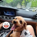 헬로우, 마루네 애견운동장 이미지