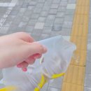 다니기획 | 이클립스 콜렉터블 기획팩+고양이 면봉 장난감 후기