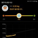 새들약국 | [1월 5주차-1] 언제까지 깨워먹여야할까?/ BCG접종(경피용) 후기