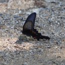 긴꼬리제비나비 이미지