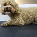 마곡나무 동물병원 이미지