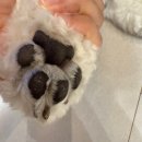 (주)헬로마이펫 이미지