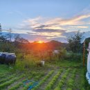 명품유황오리 이미지