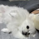 소우주 애견미용실 이미지