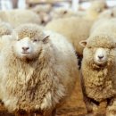 흔들목장 이미지