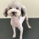 한일애견미용실 이미지