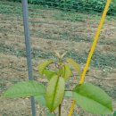 체리목장 이미지