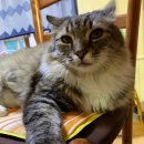 (주)의연메디칼 | 고양이전문병원 백산동물병원 노령묘 건강검진