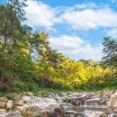 곡성-229 Daum카페