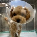 상록 동물병원 이미지