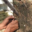 박종철농장 이미지