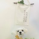 멍멍이 미장원 이미지