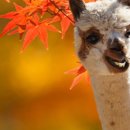 알파카월드 이미지