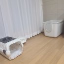 링스영어학원 | 성남위례고양이분양 크리스마스 브리티쉬숏헤어분양 후기