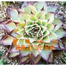 철화농장 이미지