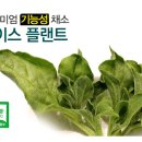 메디플랜트 이미지