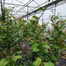 제이디피모터스 오라 이미지