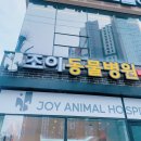 조이동물병원 | 광주 화정동 강아지 치석제거 조이동물병원, 스케일링 내돈내산 후기.