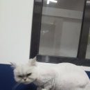 원 그루밍 이미지