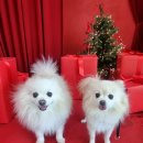 봉구네 수제육포 | 2025 대구 펫페어 박람회 다녀온 따끈한 후기!