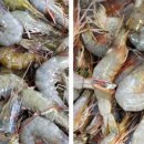 갯마을 수산 이미지