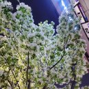 고덕 이팝나무길 이미지